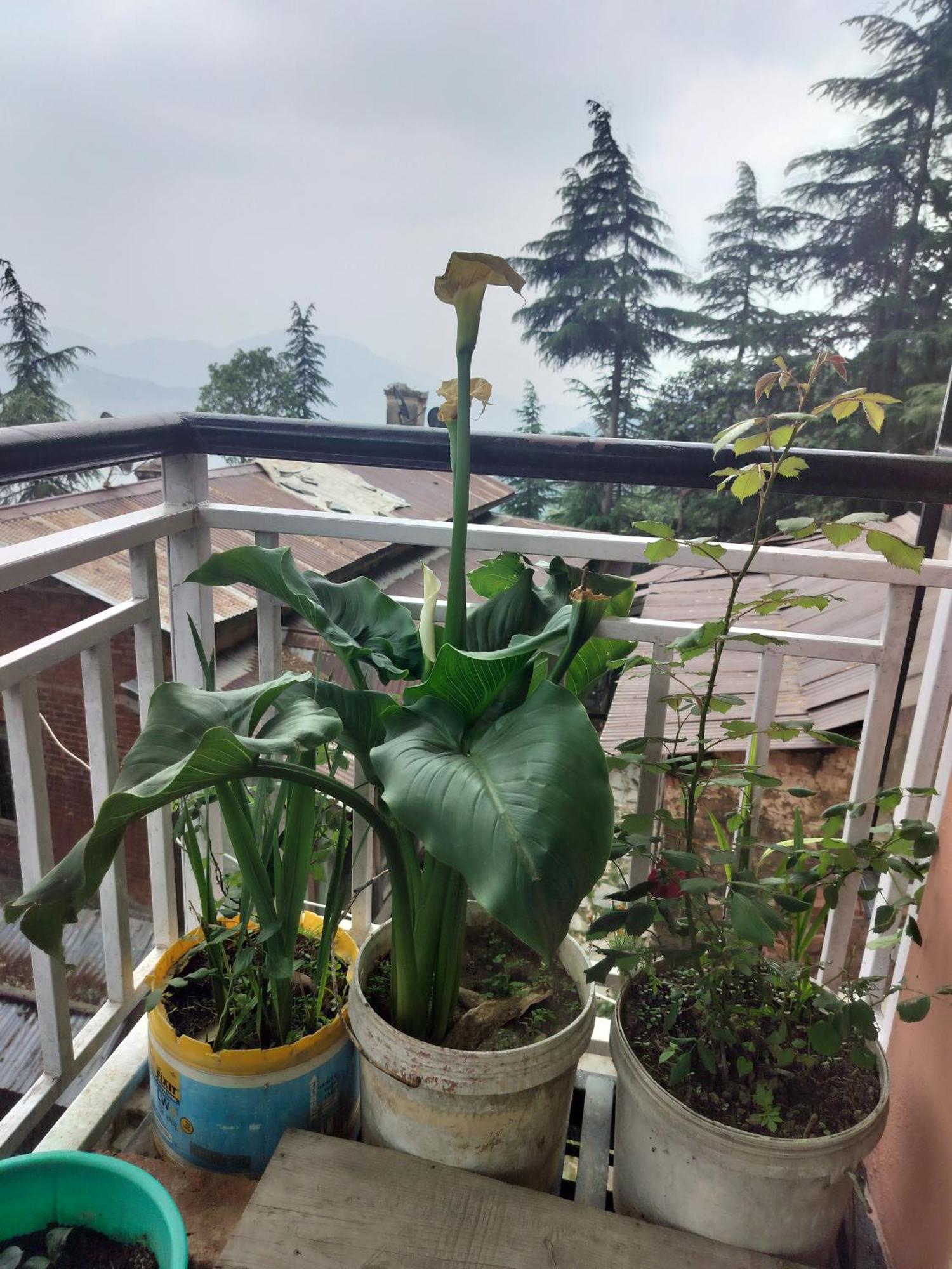 Tree Valley Homestay 柴尔 外观 照片
